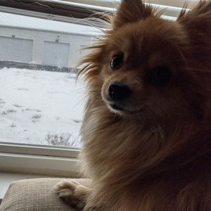 Meet your Posher, Daniel